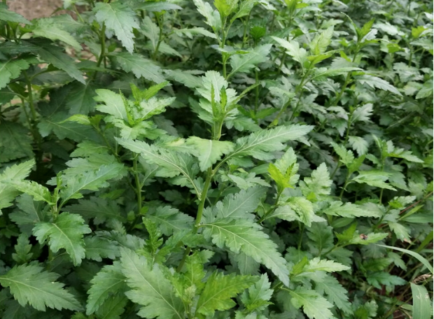 【功效】菊花脑味苦辛,性凉.具有清热解毒,调中开胃,凉血降压作用.