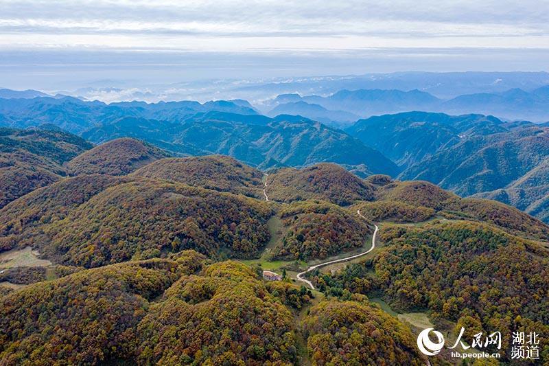 人民网保康10月30日电 深秋时节,湖北省保康县龙坪镇大水林场层林尽染