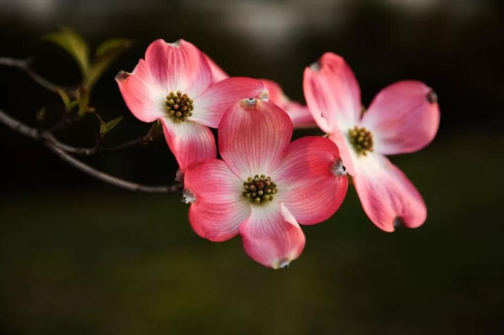 大花四照花,网络图