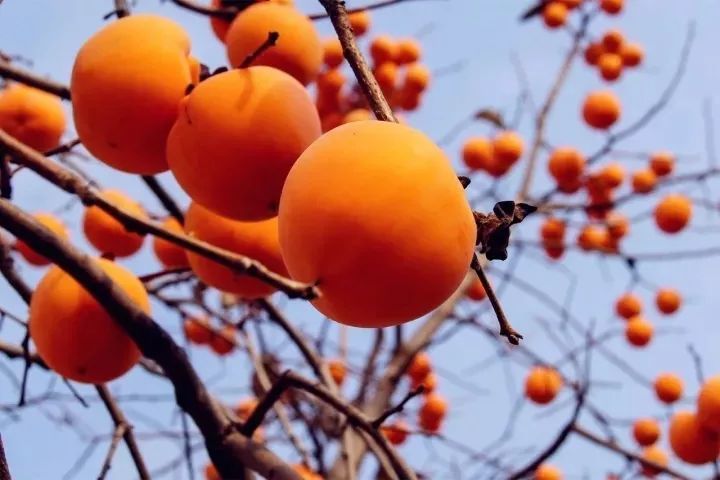 柿子