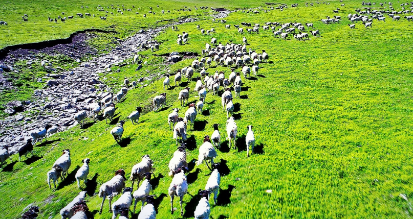新疆土豪村,家家千亩草原成群牛羊,姑娘勤劳美丽,游客