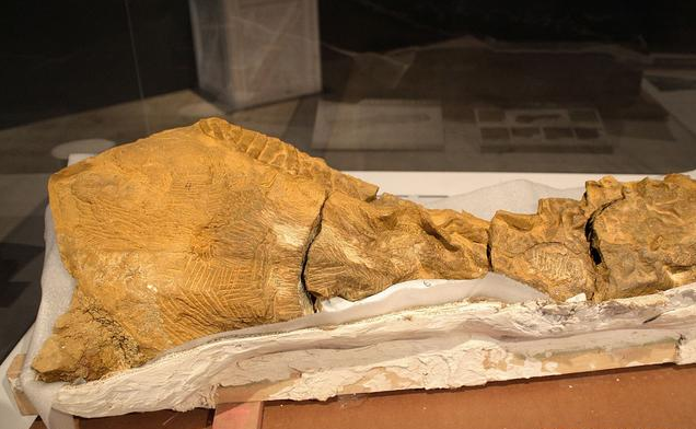 考古发现6700万年前恐龙木乃伊生活在白垩纪的鸭嘴龙类