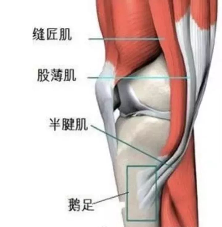 一,认识"鹅足" 鹅足是膝关节内侧,是由缝匠肌,股薄肌,半腱肌三个肌肉