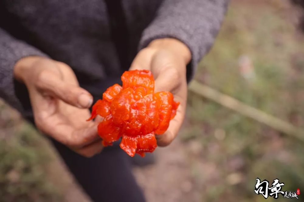 红的灯笼一整串柿子就下来了一拧看准柿子的枝丫在拧杆头上开一小口