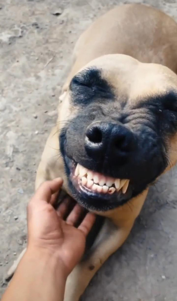 之后我用手摸它下巴的时候,这狗竟然还露出非常开心的笑容,那笑的牙齿