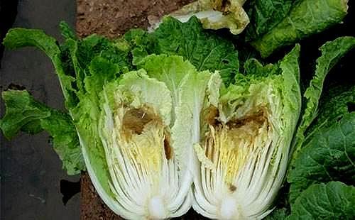 种植大白菜外观正常,但里面腐烂发黑,这是怎么回事?该