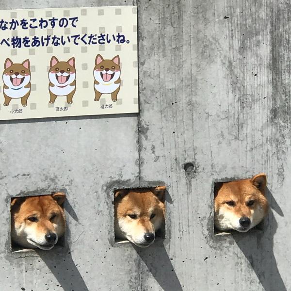 墙上长狗头了!三只柴犬卡在墙洞中,瞬间成为网红狗狗