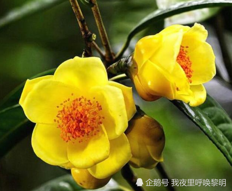 秋天想养花,不如试试金茶花,茶族皇后绝对不会让你失望