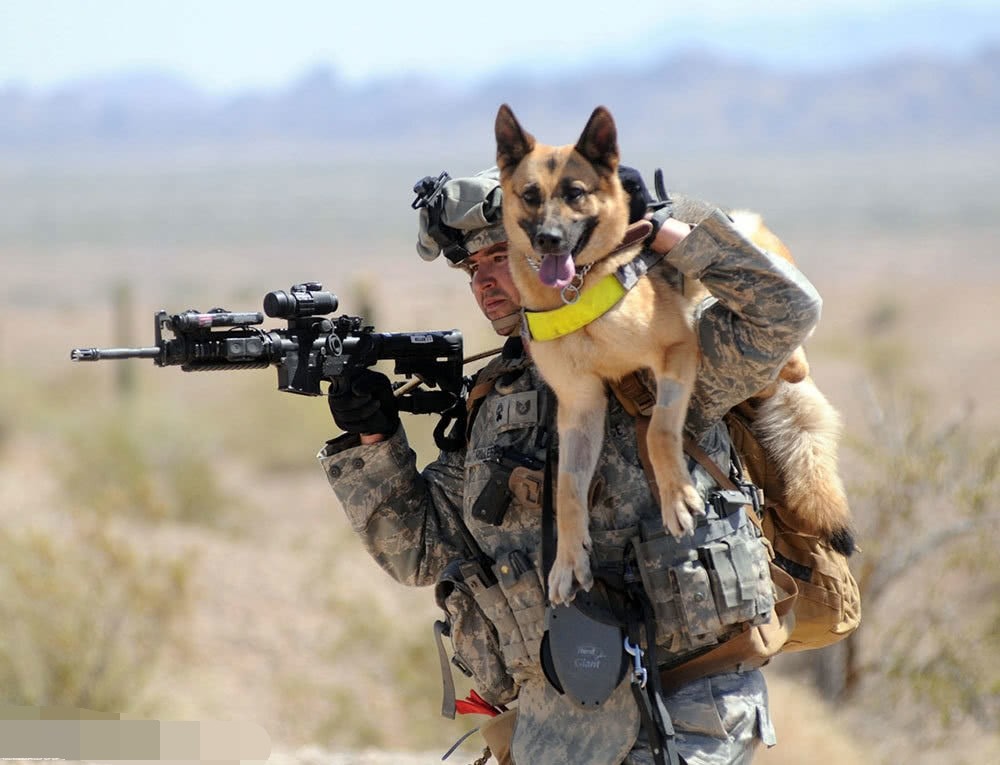 逼死巴格达迪的功勋军犬为什么不是黑背?狗狗在特种作战中有多重要?