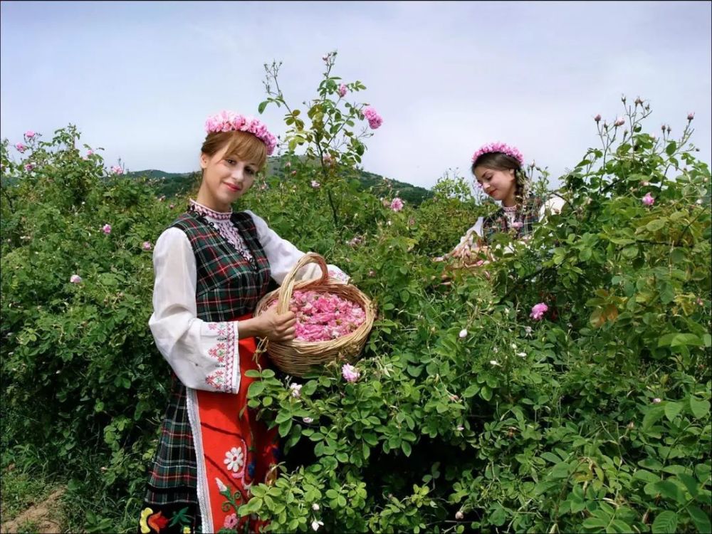 上帝的后花园——保加利亚玫瑰谷