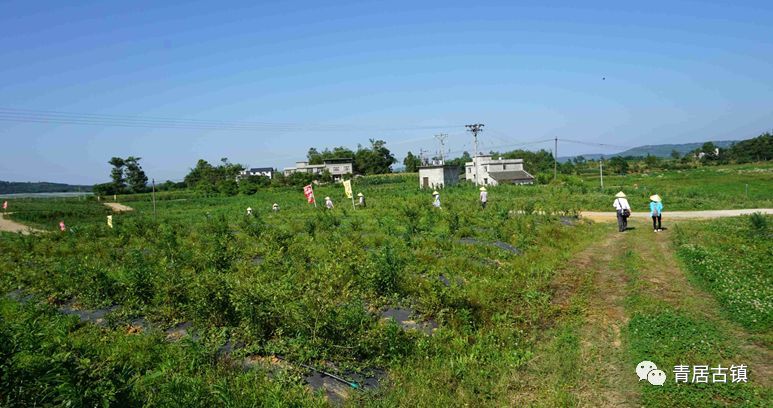 南充牛肚坝蓝莓基地