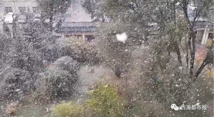 鹅毛大雪飘落西宁!快看朋友圈的刷雪模式