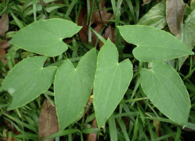 山野中,1种杂草人称"淫羊藿",茎干没有"1米高",却很值钱