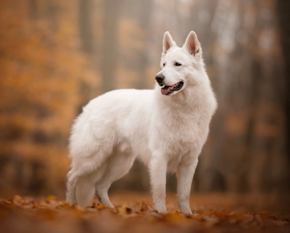 白色瑞士牧羊犬,聪明伶俐