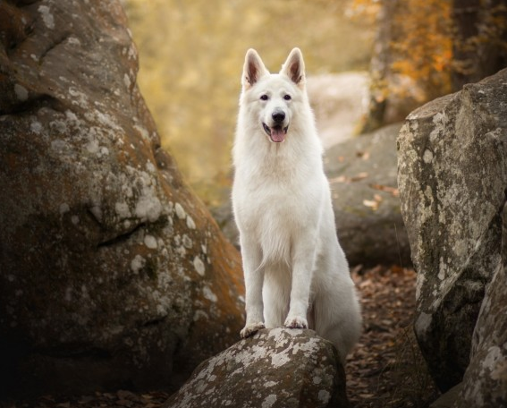 白色瑞士牧羊犬,聪明伶俐