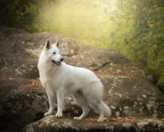 白色瑞士牧羊犬,聪明伶俐