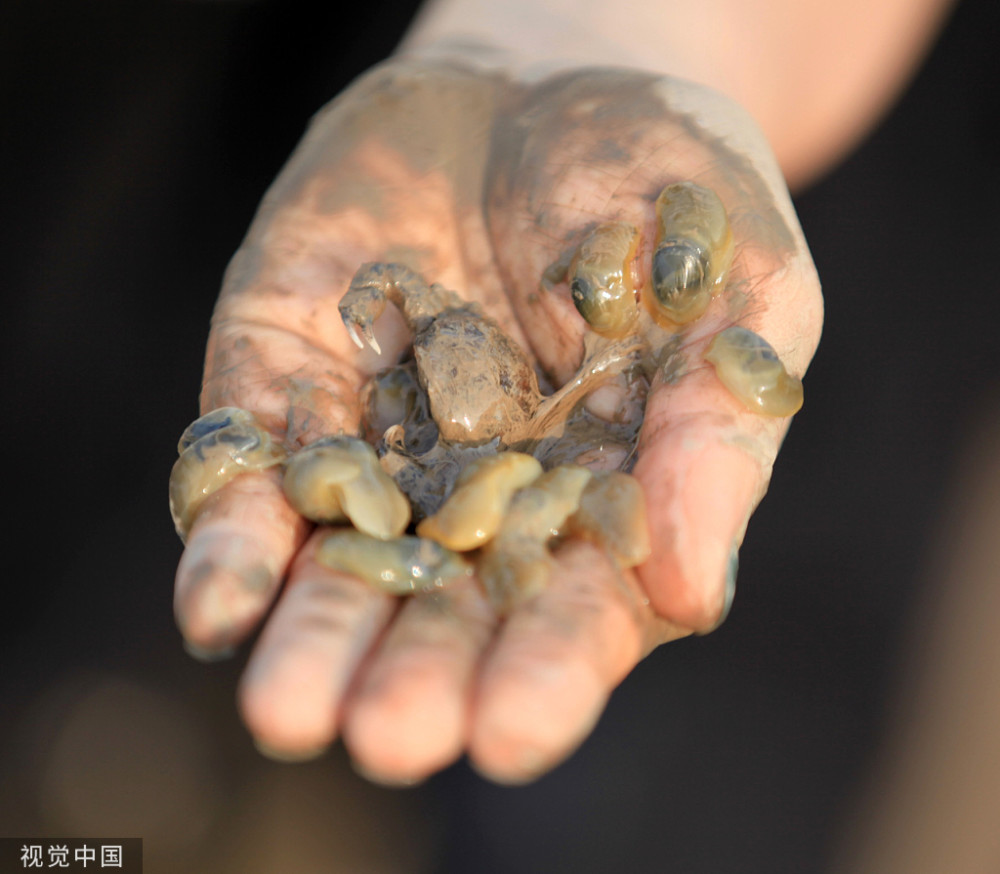 泥螺是杂食性的软体动物,外壳很薄,而且非常的嫩脆,尤其是到了每年春