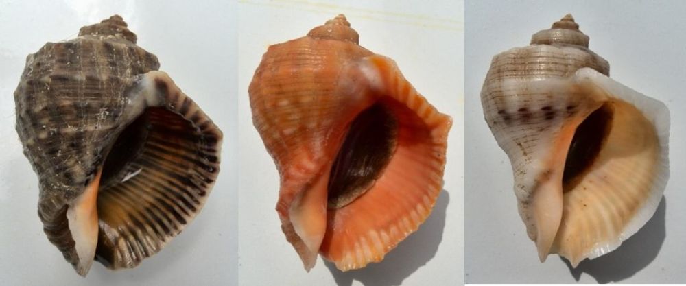 海螺排名_海螺简笔画(3)