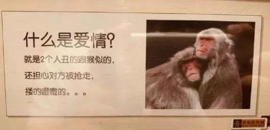 搞笑趣图:什么是爱情?就是2个人丑的跟猴似的,还担心被抢走