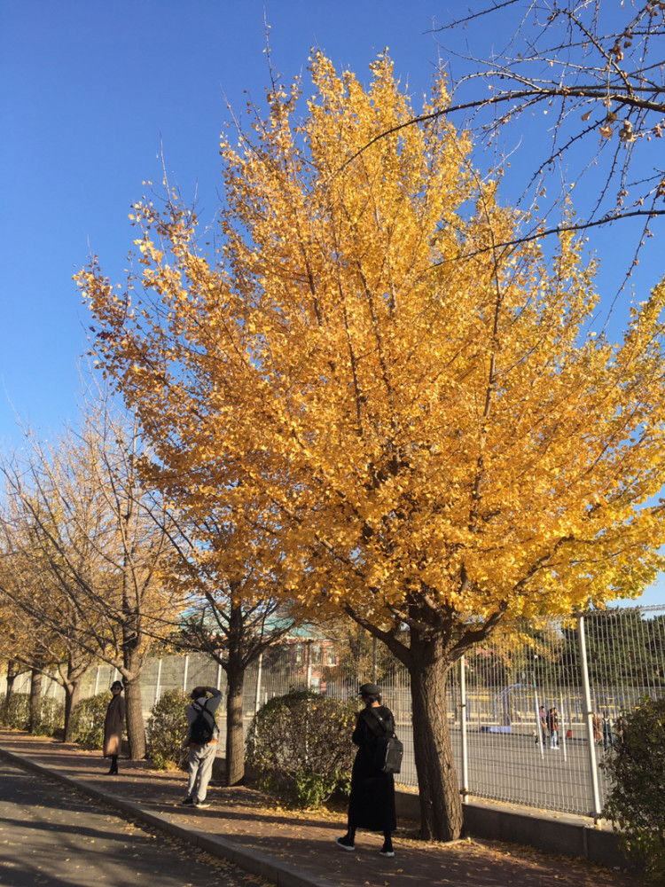 沈阳农业大学银杏红叶黄叶