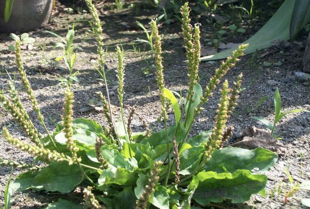 农村围墙上,有1种"猪耳草",植株价值高,看到要保护,珍贵!