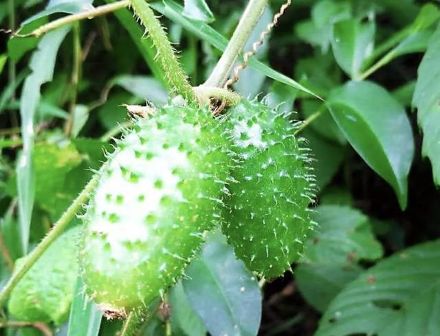 在山上1种植物人称野黄瓜结出的果子带着刺珍贵