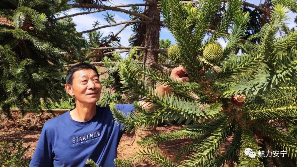 安宁八街金银山上有片巴拉那松