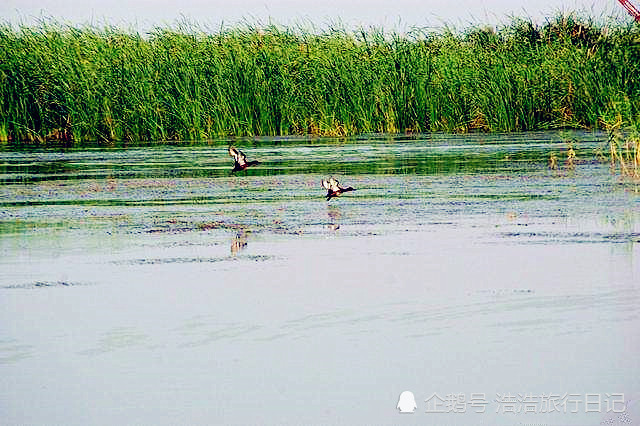 河北冀州衡水湖,华北平原上的一颗明珠,碧波荡漾充满闲情野趣