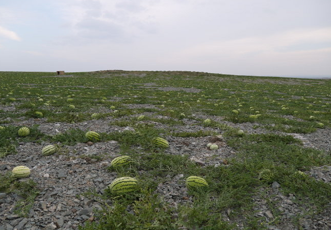 压砂地上种西瓜,干旱山区的农民光靠着压砂瓜,瓜农户年均收入2万多元