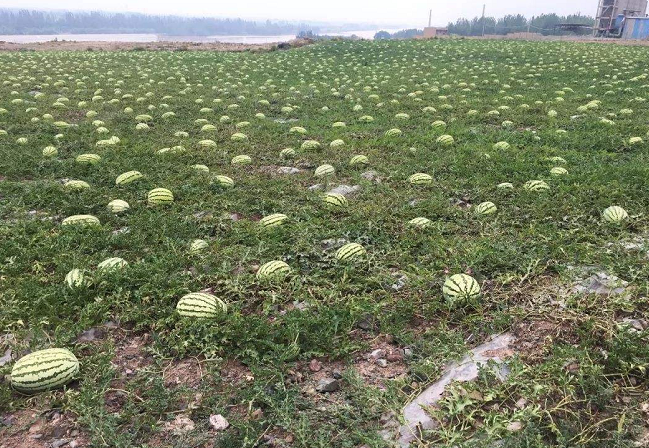 压砂地上种西瓜,干旱山区的农民光靠着压砂瓜,瓜农户年均收入2万多元