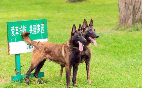 勇猛机智的马犬,无论看家还是军用,都是完美选择之一!