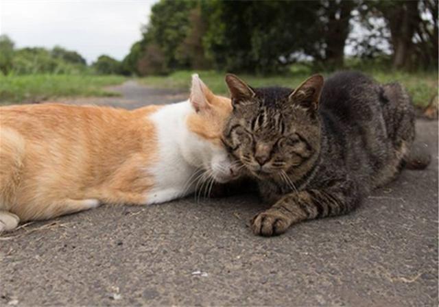 流浪狸花猫邂逅橘猫,因此被带入"猫间天堂",喵生从此再无绝望