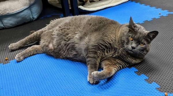 蓝猫肿成坦克模样被送去减肥,缩跑步机角落低音抱怨:虐猫啊