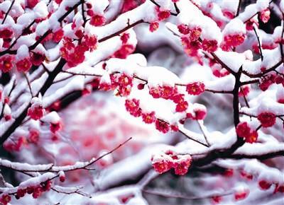 便靠近了仔细看,伸手拍掉那红色周围的雪,却是一朵梅花的骨朵,正待
