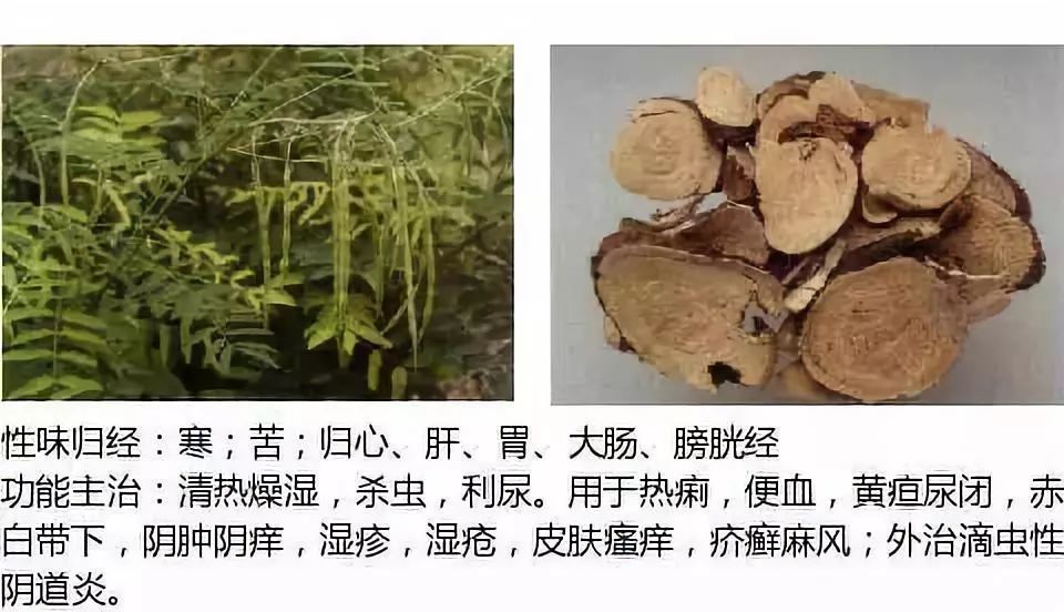 牛参,地参,野槐,山槐苦参别名:野花椒皮,白羊鲜,北鲜皮,臭根皮,八股牛