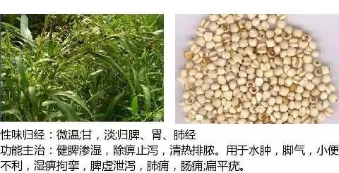 别名:薏仁,薏米,草珠子,回回米,六谷子,尿珠子薏苡仁别名:茯菟,茯灵