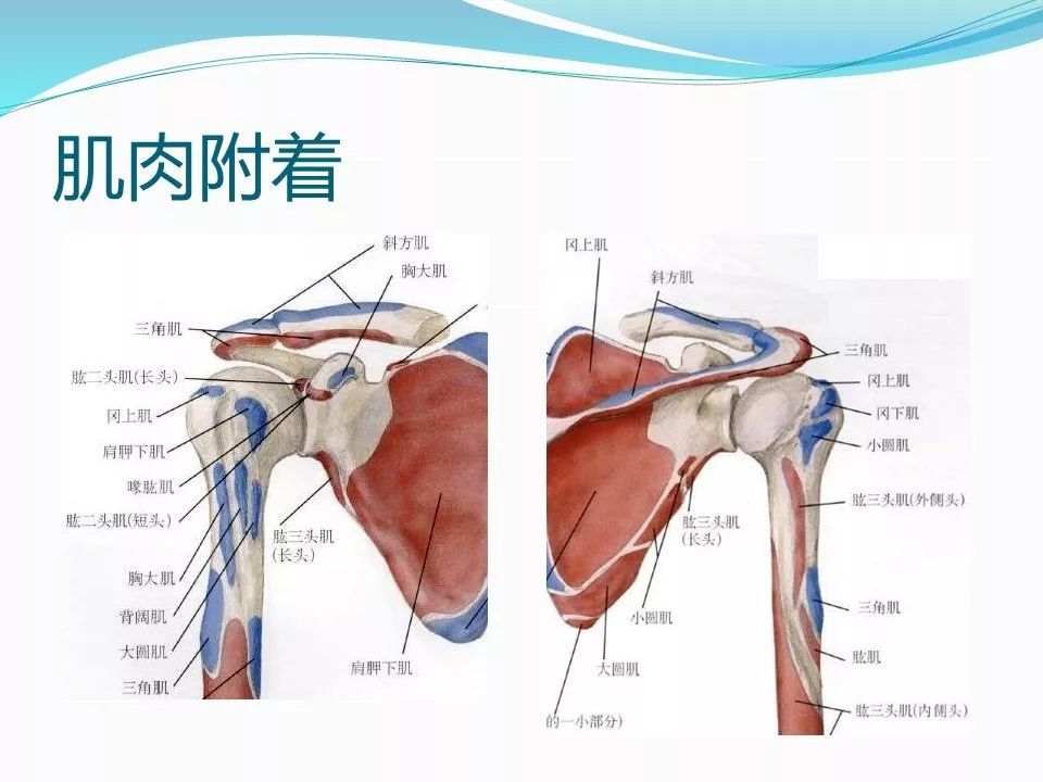 【分享】肱骨近端的解剖特点!