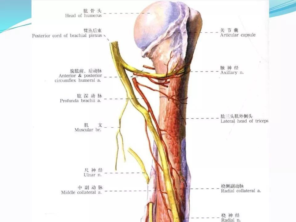 【分享】肱骨近端的解剖特点!