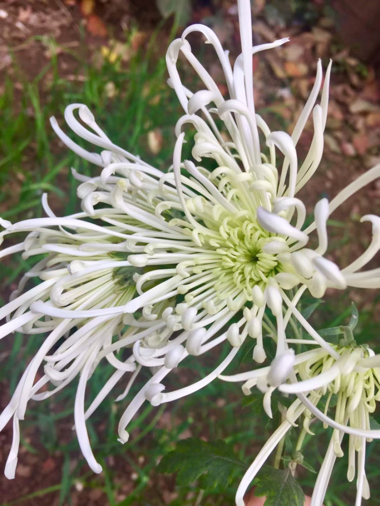 霜寒冬篱菊,别样花开为谁迟?