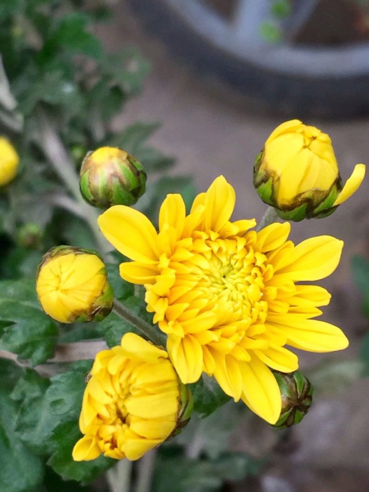 霜寒冬篱菊,别样花开为谁迟?
