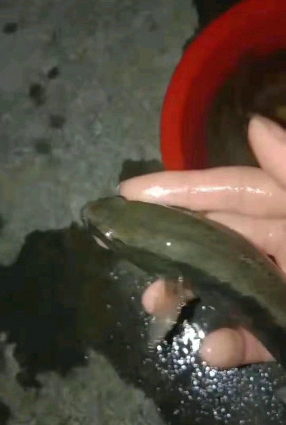 肆意放生致生态危害?浙江河道现凶猛掠食鱼,形似黑鱼体色发黄