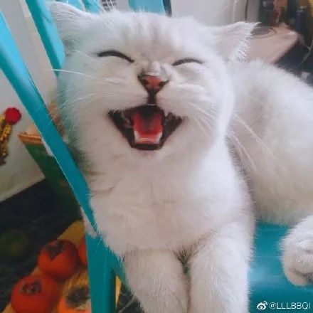 这只小奶猫笑起来的亚子,治愈了上百万网友