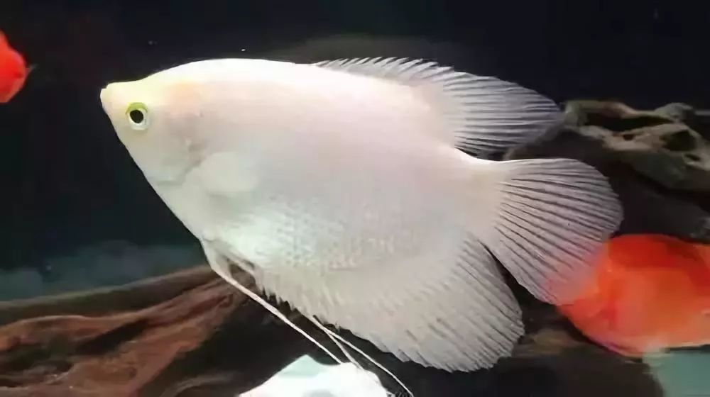 温润如玉-那些出现在市场上的极品白化龙鱼