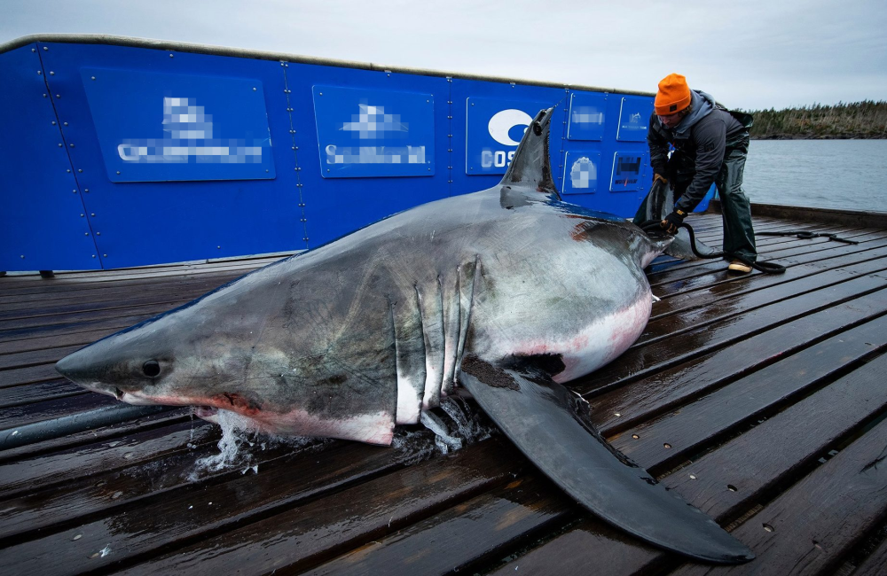 大白鲨离奇受伤,头上现巨大咬痕,科学家找到真凶后很无奈