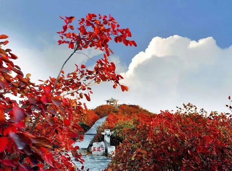 艳如去锦 巩义竹林长寿山 离郑州最近的红叶观赏基地 为国家4a级景区