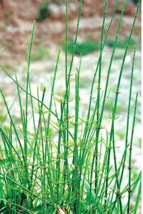 麻黄草|冰毒|节节草|麻黄素