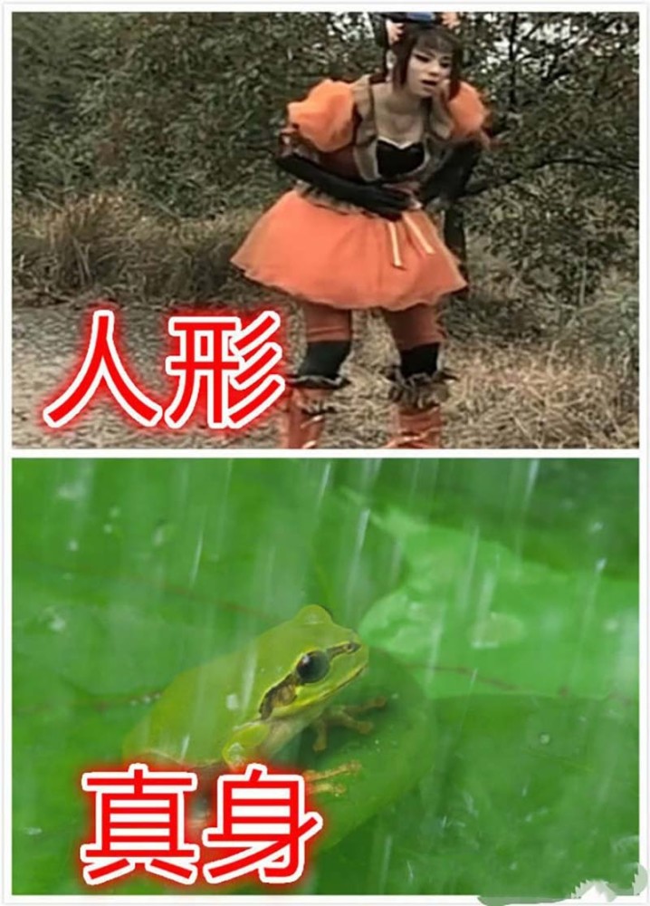 绿姬也是乾坤洞主门下的小妖精,这个妖精无恶不作,绿姬的真身是蜥蜴
