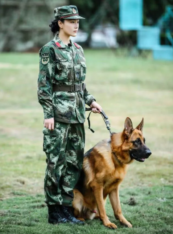 婚后一年张馨予再回部队,更博晒出军犬照片,中国军事网的评论亮了