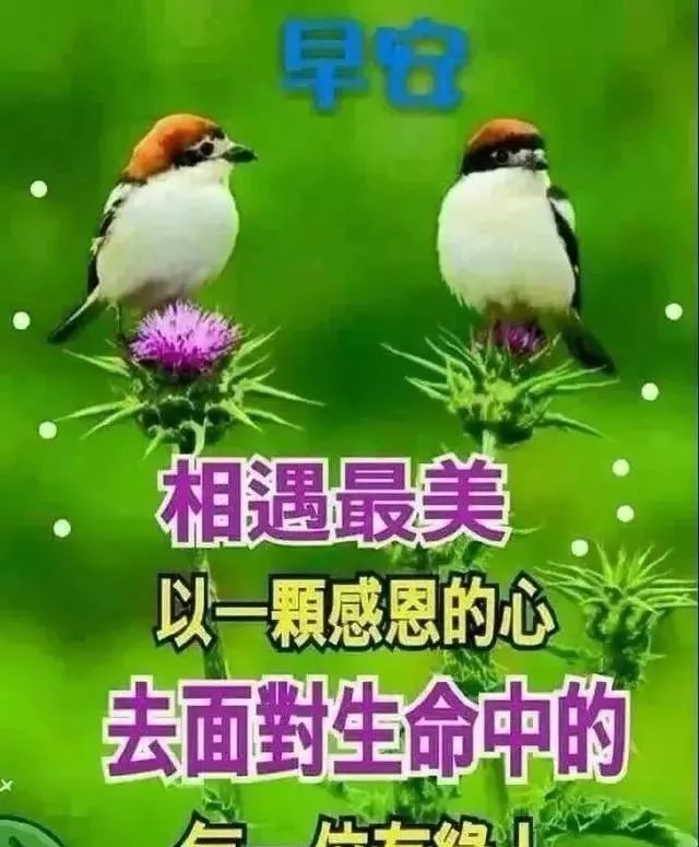 11月3日漂亮早上好问候语动态表情图片,早安问候语动态图片表情