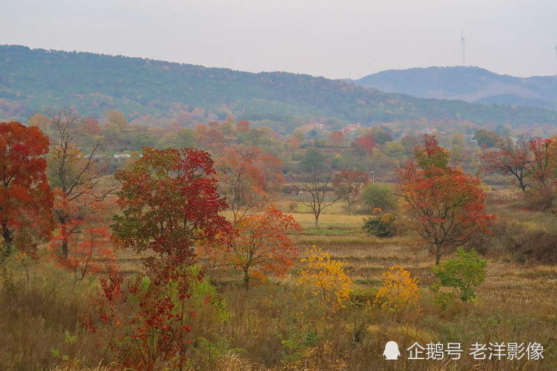 如油画般的湖北省孝感市大悟县四姑镇红叶景区